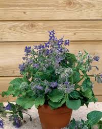 Image result for Borretsch