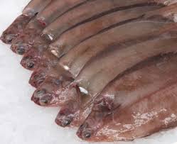 Image result for Glyptocephalus cynoglossus