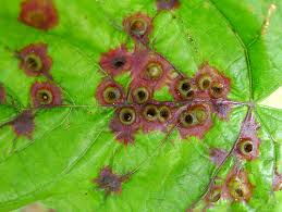 Attēlu rezultāti vaicājumam “Eriophyes tiliae”