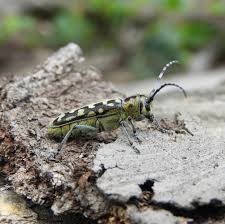 Attēlu rezultāti vaicājumam “Saperda scalaris”