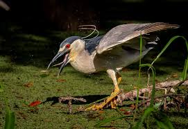 Image result for Nycticorax nycticorax