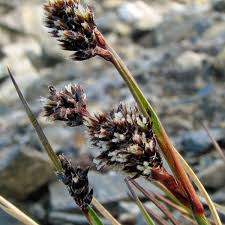 Attēlu rezultāti vaicājumam “Luzula campestris fruit”