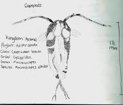 Attēlu rezultāti vaicājumam “Copepoda”