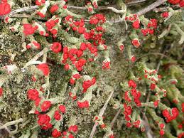 Attēlu rezultāti vaicājumam “Cladonia coccifera”