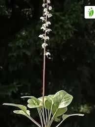 Attēlu rezultāti vaicājumam “Pyrola rotundifolia”