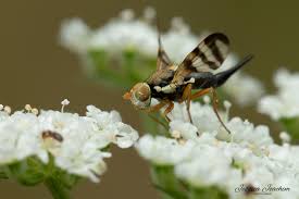 Attēlu rezultāti vaicājumam “Urophora jaceana”