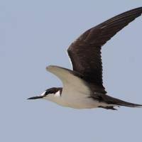 Image result for Onychoprion fuscatus