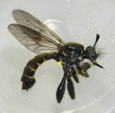 Attēlu rezultāti vaicājumam “Choerades sp.”