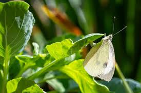 Attēlu rezultāti vaicājumam “Pieris rapae female”