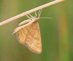 Attēlu rezultāti vaicājumam “Idaea serpentata”