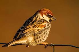 Image result for Passer hispaniolensis