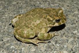 Attēlu rezultāti vaicājumam “Pseudepidalea viridis”