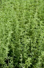 Image result for Origanum majorana