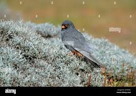 Attēlu rezultāti vaicājumam “Falco vespertinus adult”