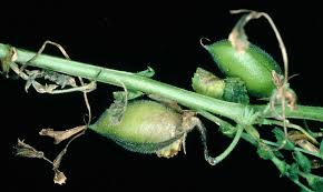 Attēlu rezultāti vaicājumam “Trichia botrytis stalked”