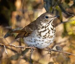 Image result for Catharus guttatus