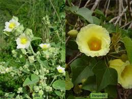 Attēlu rezultāti vaicājumam “Malvaceae”