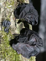 Attēlu rezultāti vaicājumam “Exidia truncata”