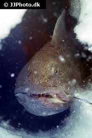 Image result for Anarhichas minor