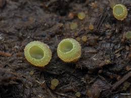 Attēlu rezultāti vaicājumam “Ascobolus furfuraceus”