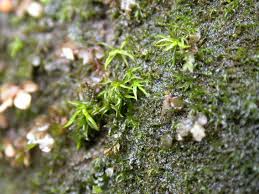 Attēlu rezultāti vaicājumam “Jungermannia hyalina cells”