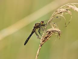 Attēlu rezultāti vaicājumam “Leucorrhinia albifrons female”