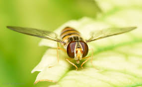 Attēlu rezultāti vaicājumam “Episyrphus balteatus”