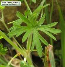 Attēlu rezultāti vaicājumam “Geranium dissectum leaf”