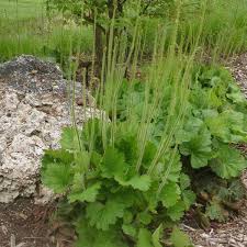 Image result for Chelon richardsonii