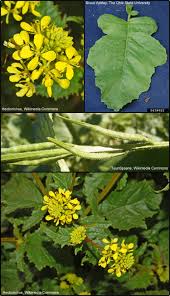 Attēlu rezultāti vaicājumam “Sinapis arvensis”