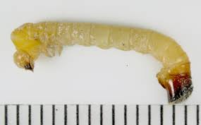 Attēlu rezultāti vaicājumam “Lymexylidae”