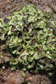 Attēlu rezultāti vaicājumam “Riccia glauca”