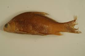 Image result for Carpiodes carpio