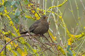 Attēlu rezultāti vaicājumam “Turdus merula male”