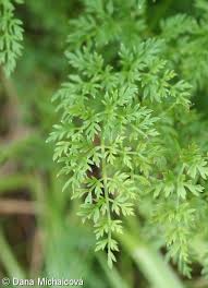 Attēlu rezultāti vaicājumam “Selinum carvifolia fruit”