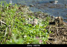 Attēlu rezultāti vaicājumam “Gallinago gallinago nest”