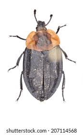 Attēlu rezultāti vaicājumam “Oiceoptoma thoracicum”