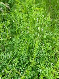 Attēlu rezultāti vaicājumam “Vicia hirsuta bud”