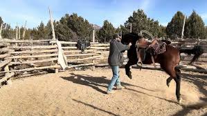 Image result for Porlock Vale Riding School