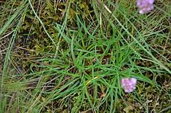 Attēlu rezultāti vaicājumam “Armeria vulgaris”