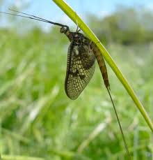 Attēlu rezultāti vaicājumam “Ephemera vulgata”