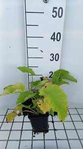 Attēlu rezultāti vaicājumam “Telekia speciosa leaf”