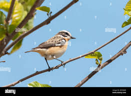 Attēlu rezultāti vaicājumam “Saxicola rubetra”