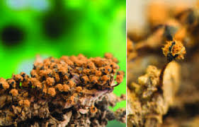 Attēlu rezultāti vaicājumam “Metatrichia floriformis”