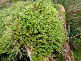 Attēlu rezultāti vaicājumam “Hypnum cupressiforme var. filiforme”