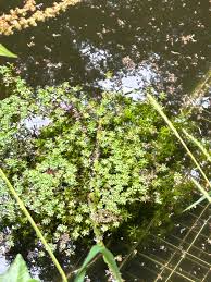 Attēlu rezultāti vaicājumam “Callitriche verna”