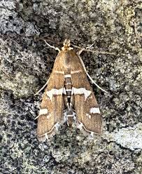 Attēlu rezultāti vaicājumam “Semioscopis avellanella”