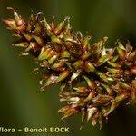 Attēlu rezultāti vaicājumam “Carex diandra fruit”