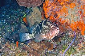 Image result for Epinephelus striatus