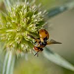 Attēlu rezultāti vaicājumam “Gymnosoma sp.”